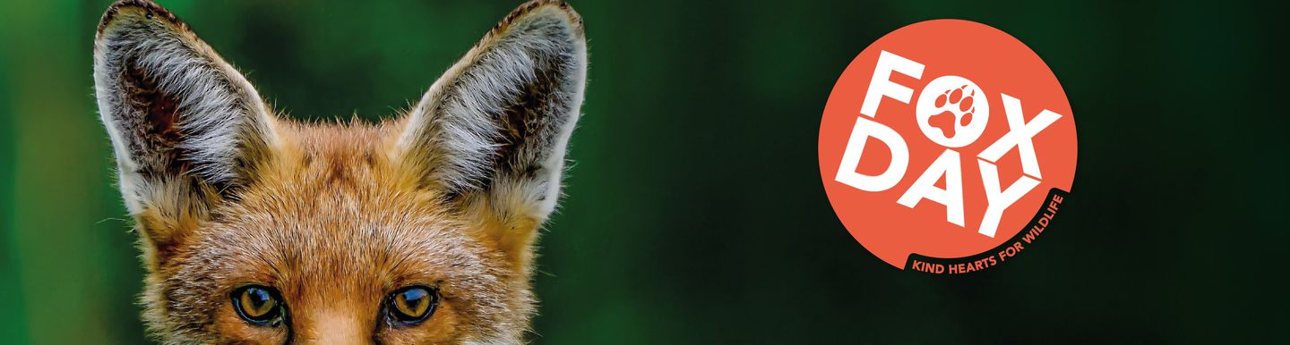 Animal Charity