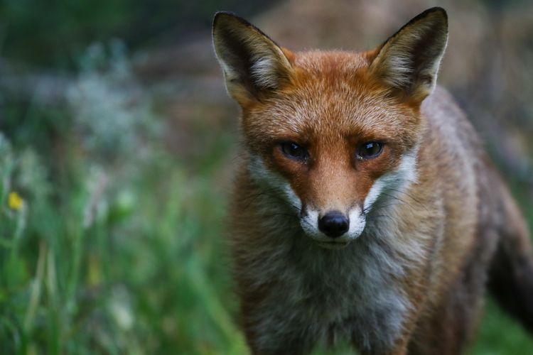 Urgent Calls to Close Fox Hunting Loophole