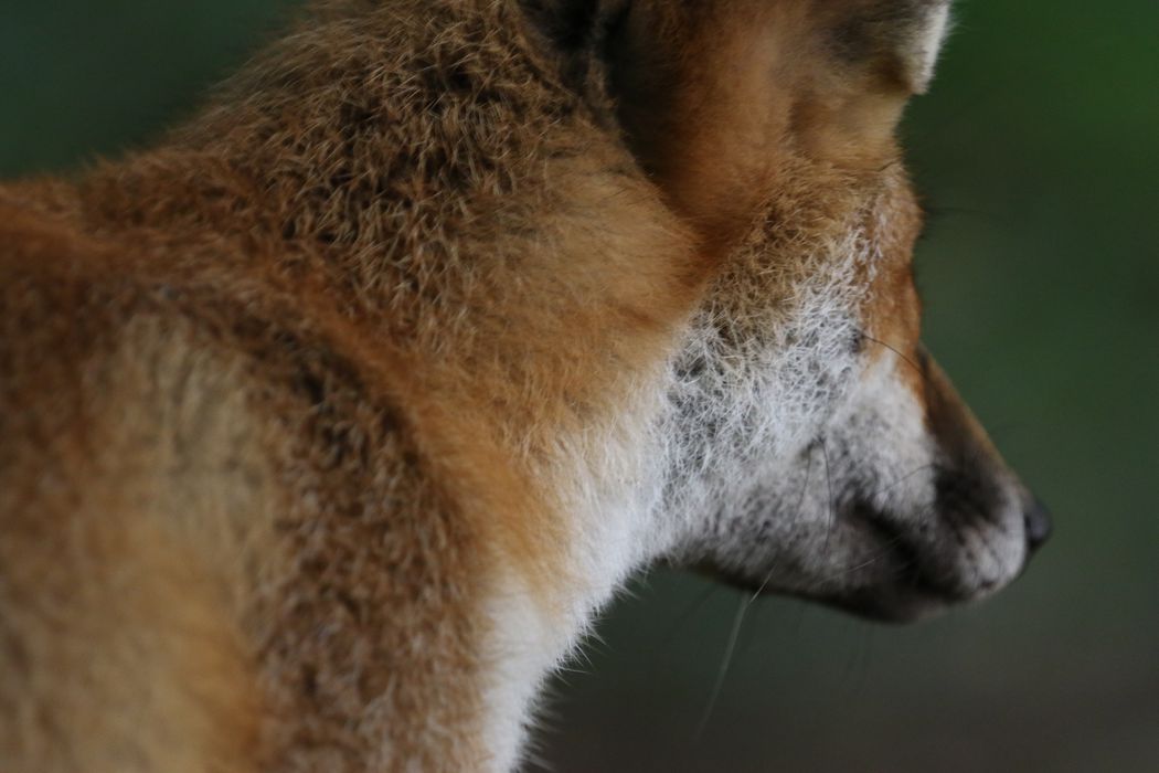 Animal Charity