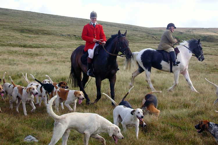 Fox Hunting and Devon: The brutal reality
