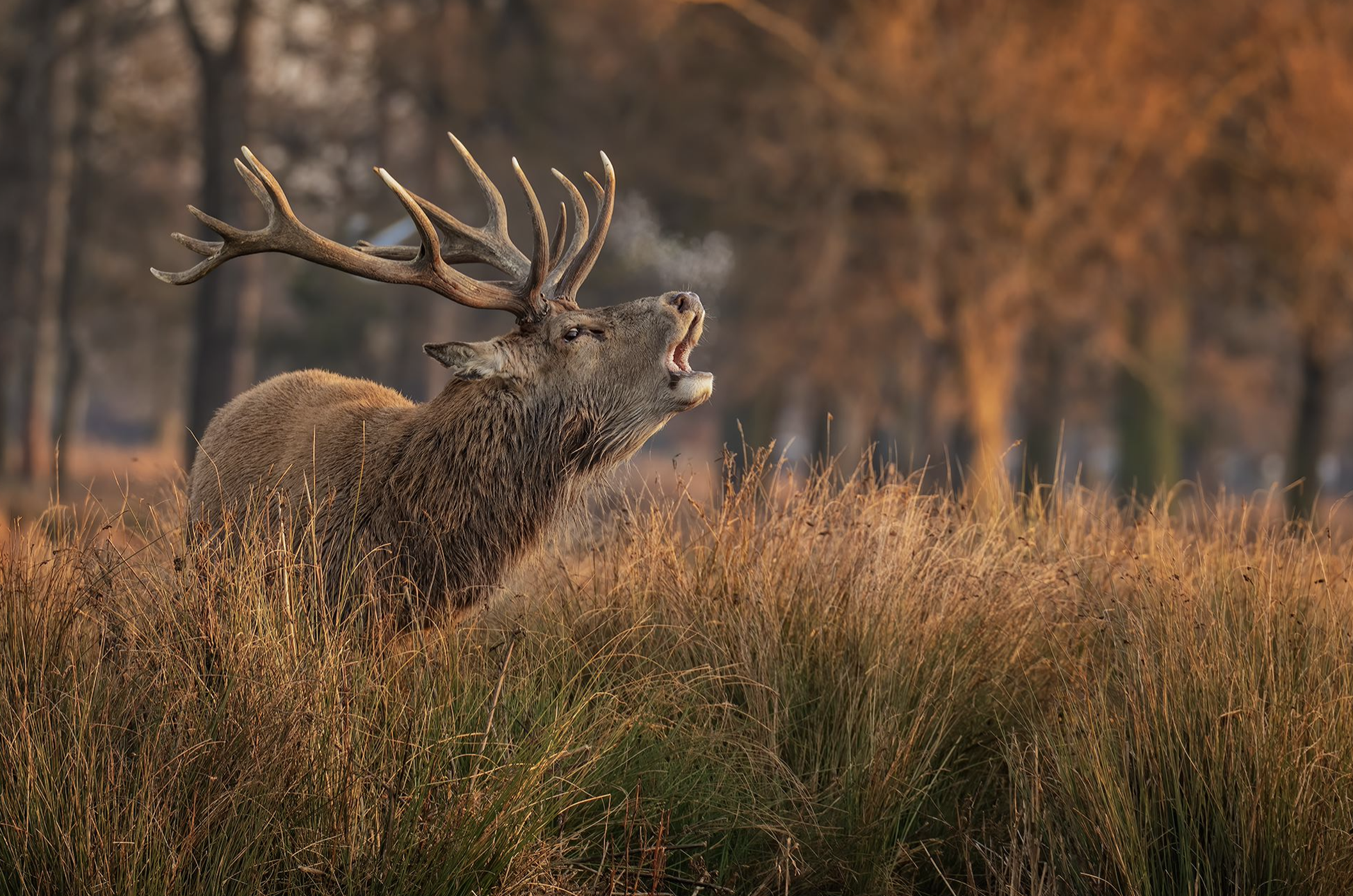 Stag