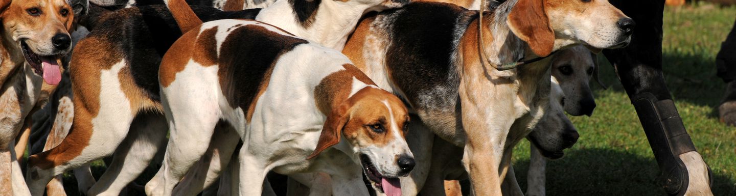 Animal Charity