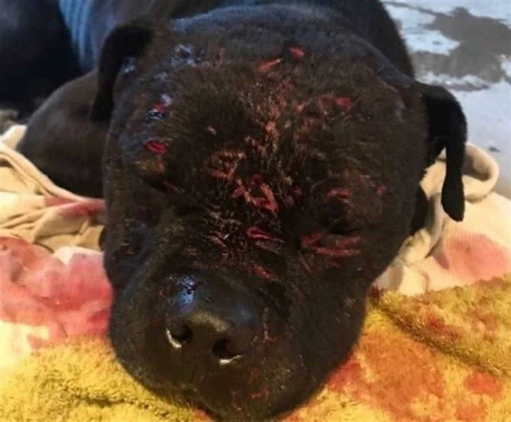 A poor dog's injuries after dog fighting