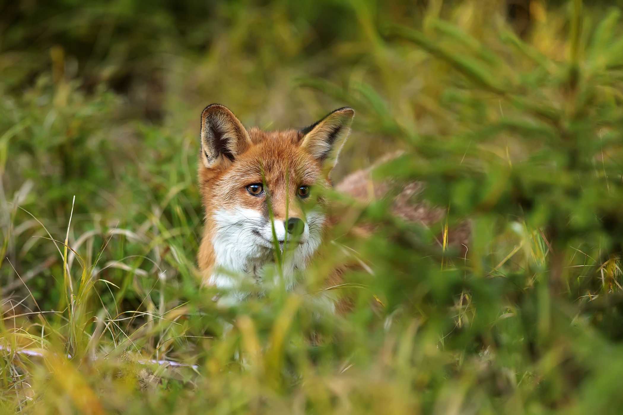 Fox in the grass