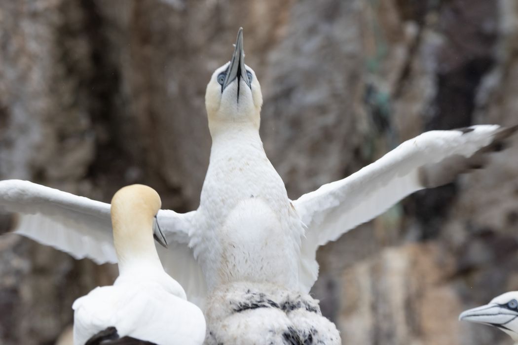 A young gannet, or 'guga', spreads their wings
