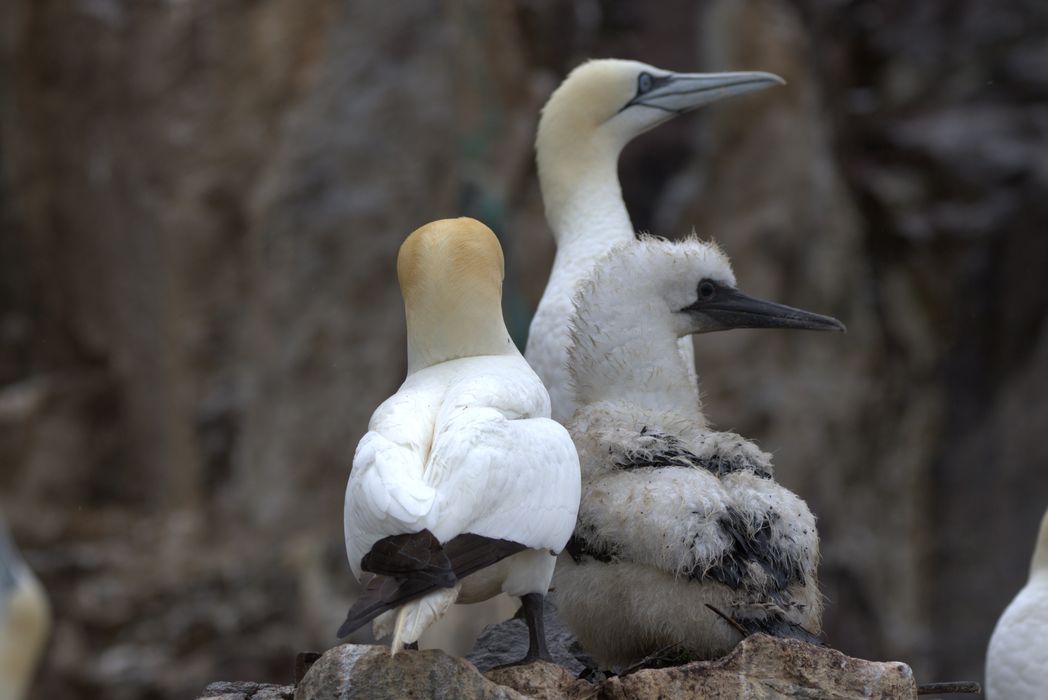 A pair of gannets with their chick, or 'guga'