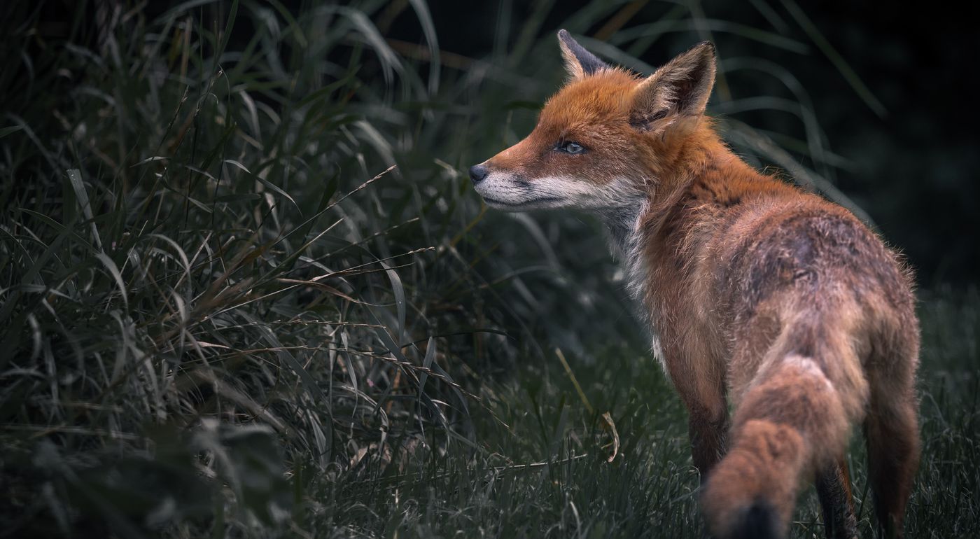 Animal Charity | Fox Hunting | League Against Cruel Sports