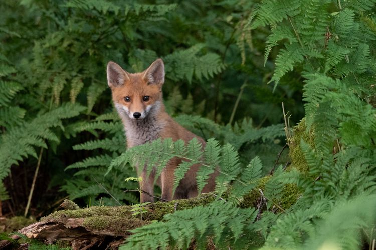 Fox hunting continues to draw blood in the countryside