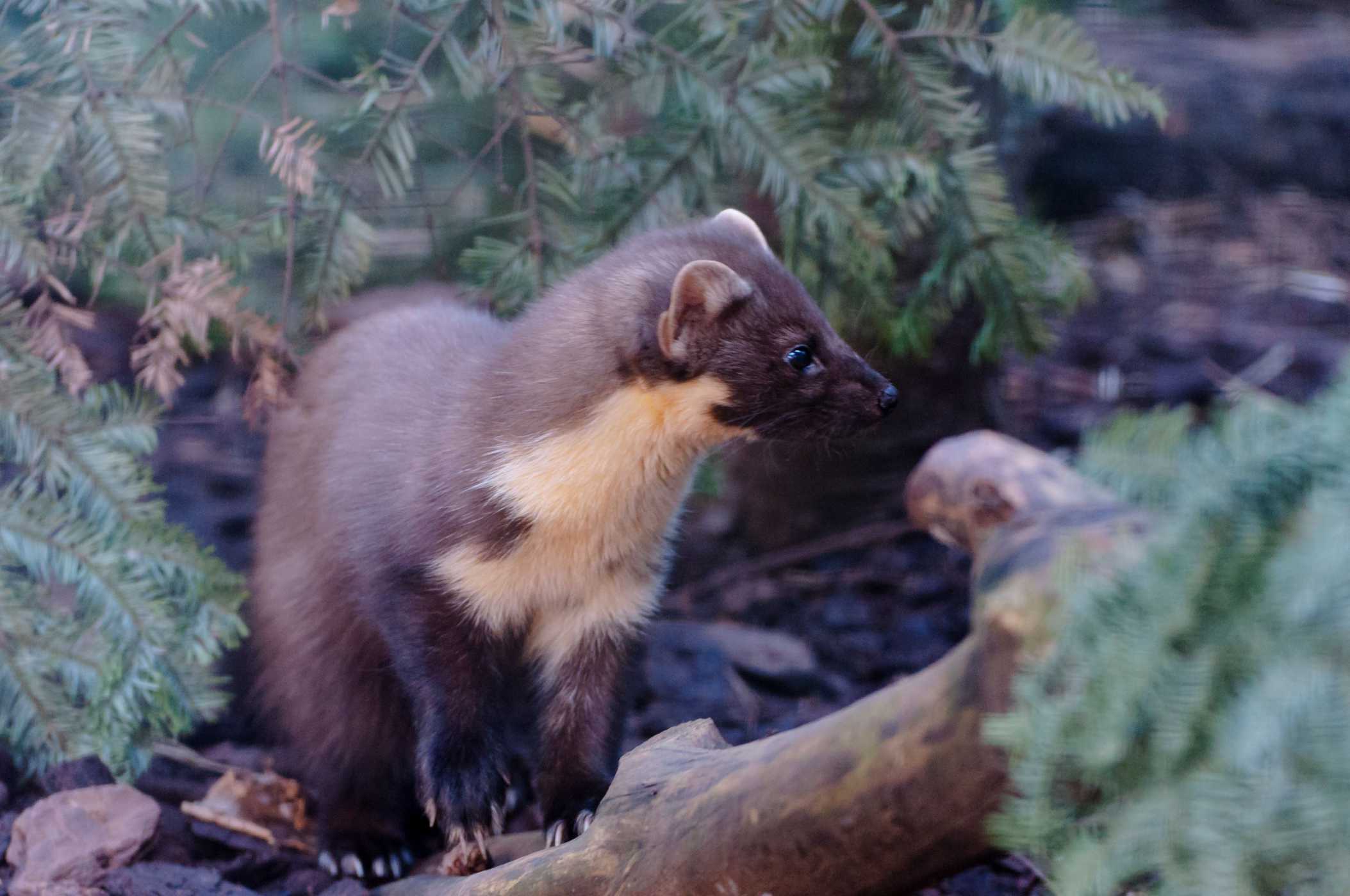 Pine Marten