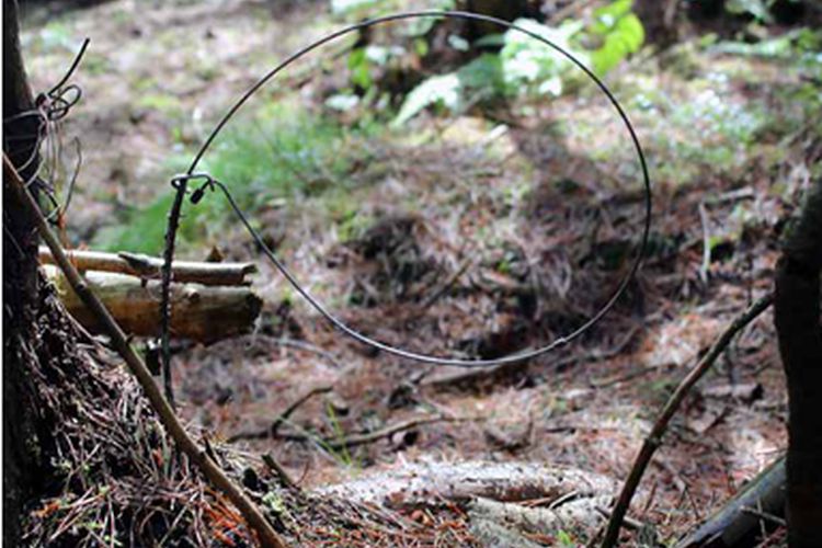 Witnessed – The reality of snares. A first hand account