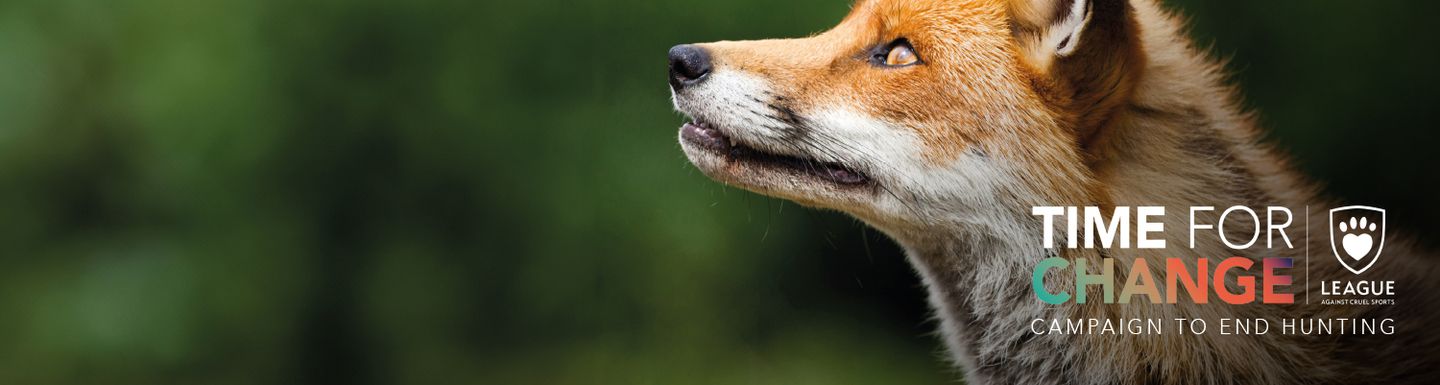 Animal Charity