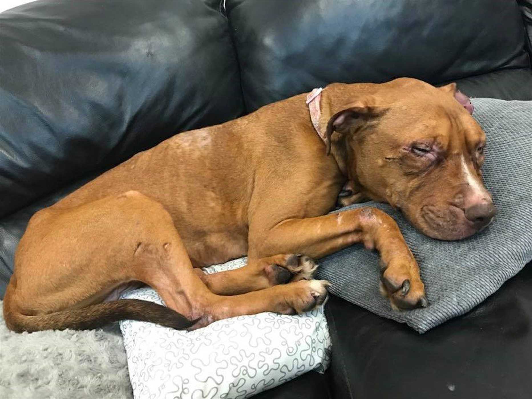 Peggy - injuries after dog fighting