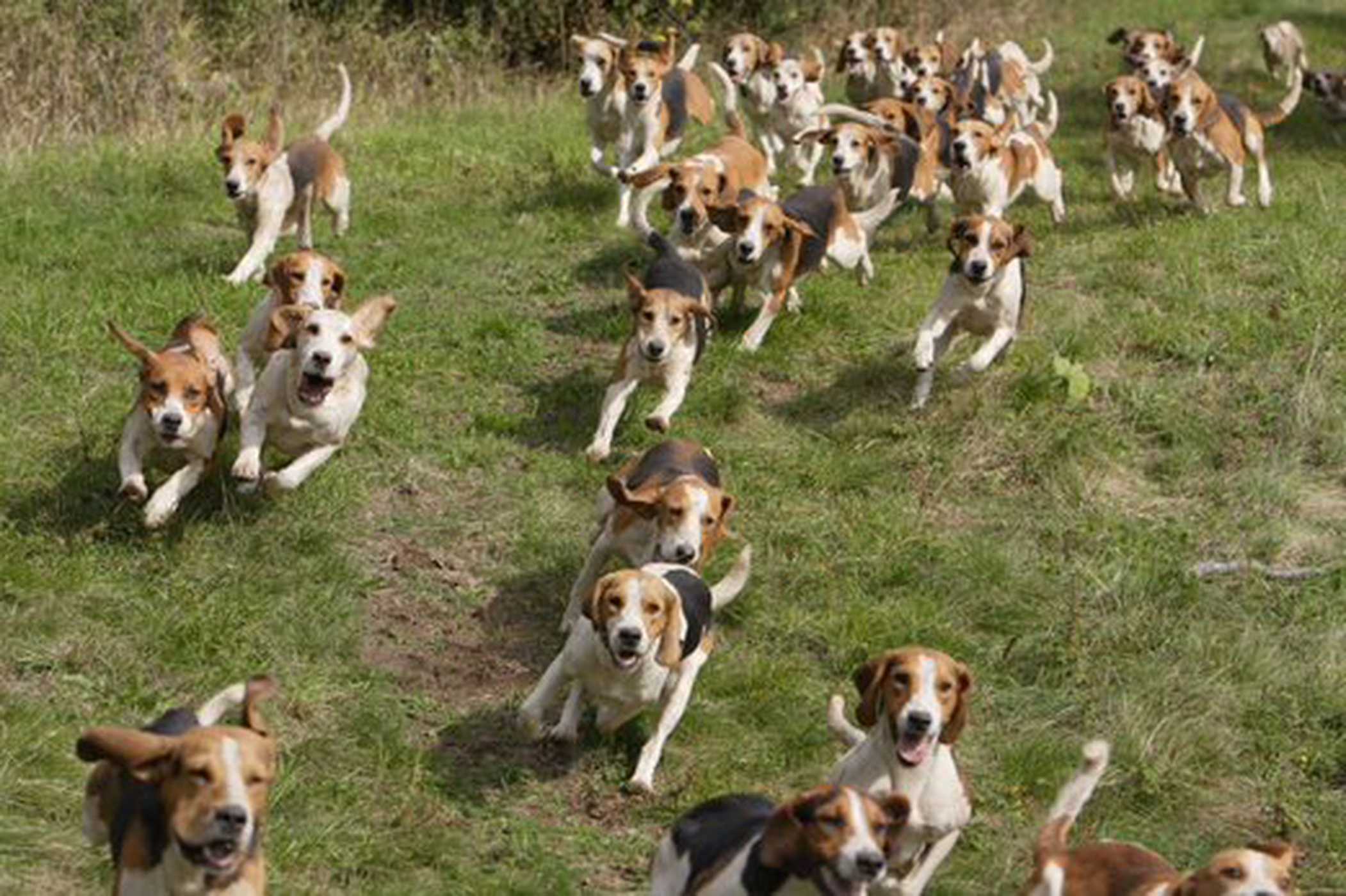 Hunting dogs running