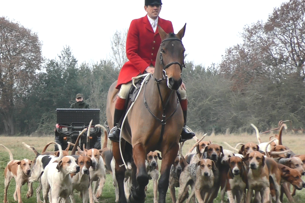 Animal Charity