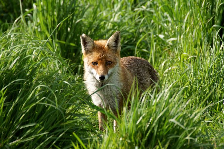 Election result offers a huge opportunity to finally end illegal fox