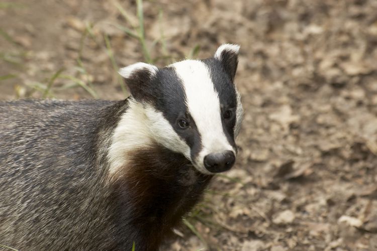 Badgers: Fox hunting's other victim